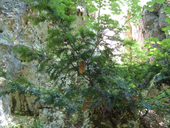 Taxus baccata / Tasso